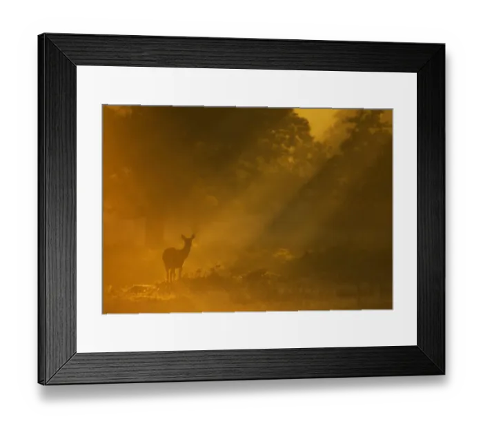 Framed Print : Red Deer (Cervus elaphus) hind in early morning mist. Bradgate Park, Leicestershire, UK, September Framed Print : Red Deer (Cervus elaphus) hind in early morning mist. Bradgate Park, Leicestershire, UK, September