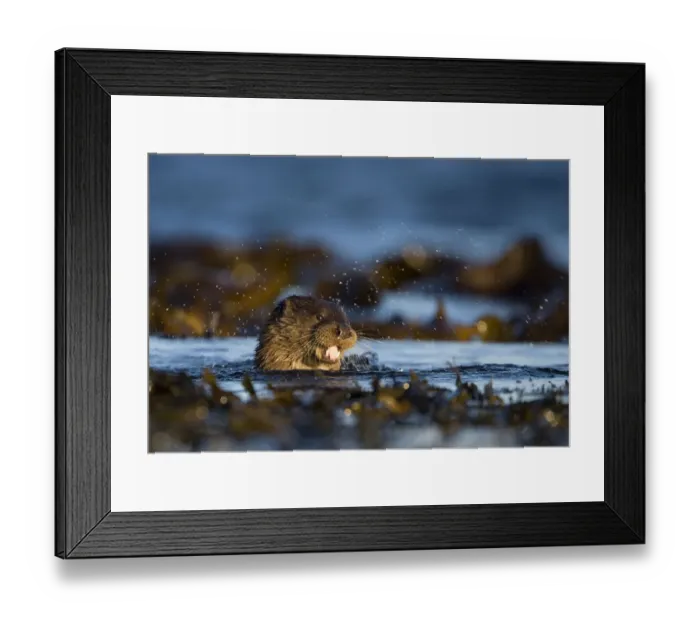 Framed Print : European river otter (Lutra lutra) swimming in the sea, Isle of Mull, Inner Hebrides Framed Print : European river otter (Lutra lutra) swimming in the sea, Isle of Mull, Inner Hebrides