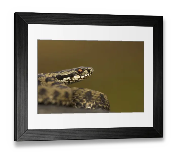 Framed Print : Male Adder (Vipera berus). Cannock Chase, Staffordshire, UK, October Framed Print : Male Adder (Vipera berus). Cannock Chase, Staffordshire, UK, October