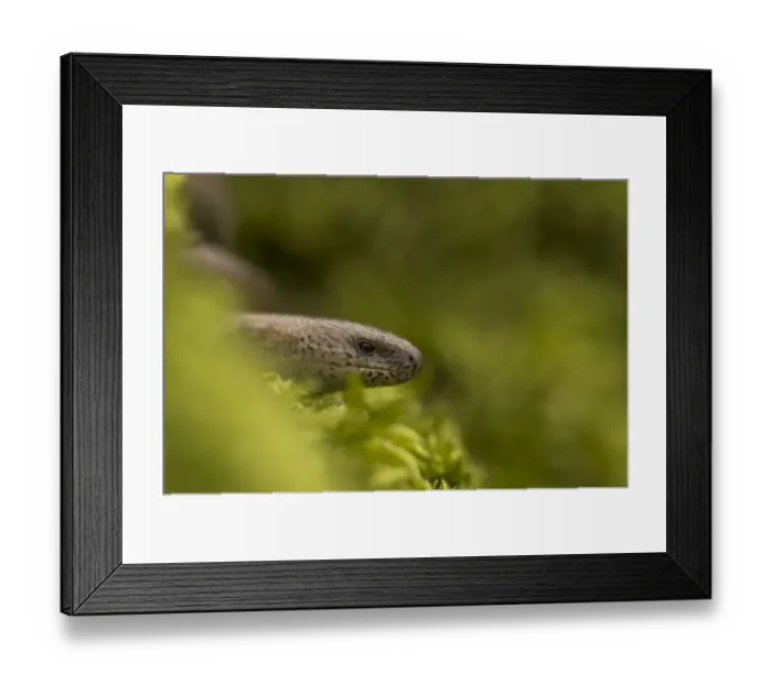 Framed Print : Slow Worm (Anguis fragilis) head. Leicestershire, UK, March