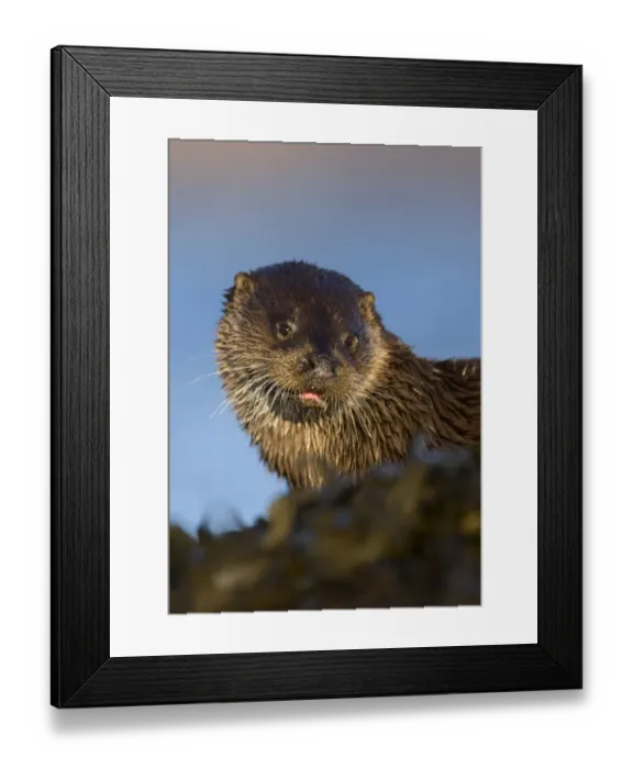 Framed Print : European river otter (Lutra lutra) resting amongst the seaweed, Isle of Mull, Inner Hebrides Framed Print : European river otter (Lutra lutra) resting amongst the seaweed, Isle of Mull, Inner Hebrides