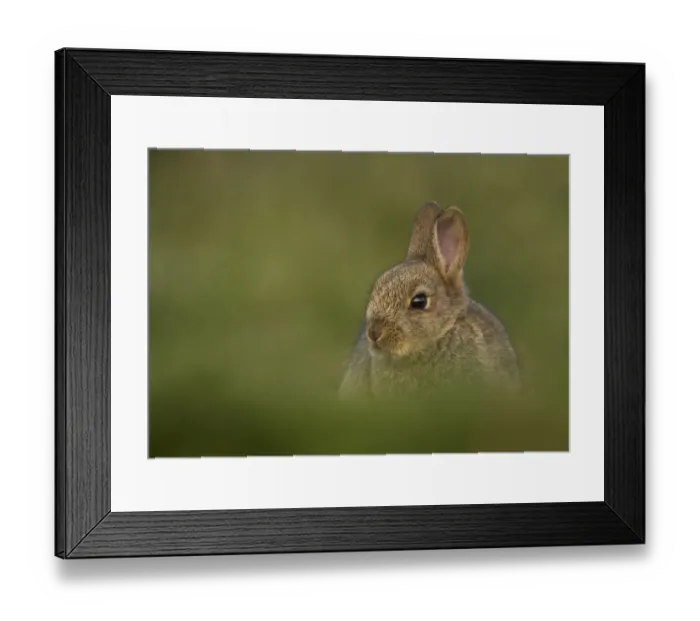 Framed Print : Rabbit (Oryctolagus cuniculus) amongst grass. Shetland Isles, Scotland, UK, April Framed Print : Rabbit (Oryctolagus cuniculus) amongst grass. Shetland Isles, Scotland, UK, April