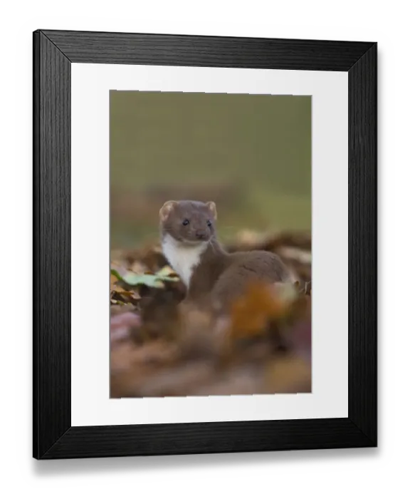 Framed Print : Weasel (Mustela nivalis) amongst leaves. Leicestershire, UK, October Framed Print : Weasel (Mustela nivalis) amongst leaves. Leicestershire, UK, October