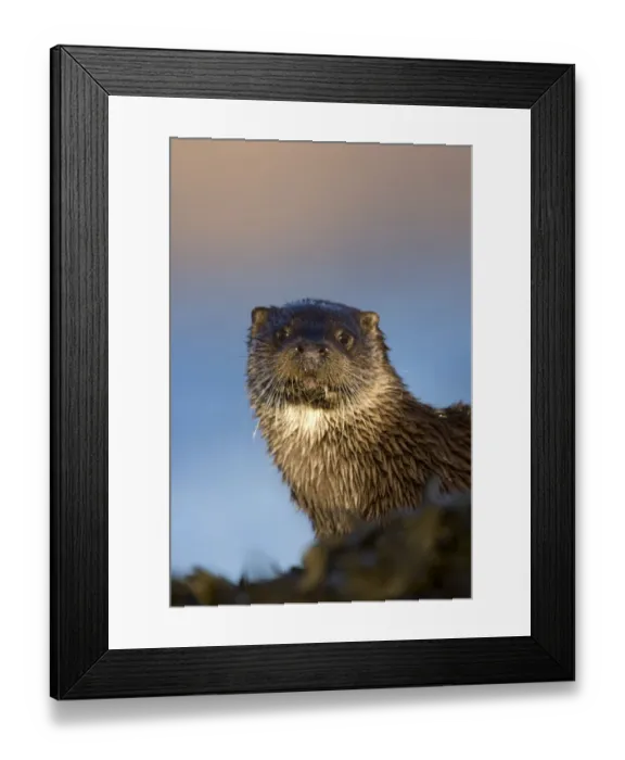 Framed Print : Portrait of European river otter (Lutra lutra) resting amongst seaweed, Isle of Mull Framed Print : Portrait of European river otter (Lutra lutra) resting amongst seaweed, Isle of Mull