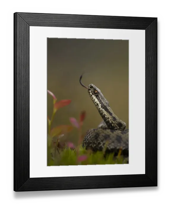 Framed Print : Male Adder (Vipera berus) tasting the air. Cannock Chase, Staffordshire, UK, October Framed Print : Male Adder (Vipera berus) tasting the air. Cannock Chase, Staffordshire, UK, October