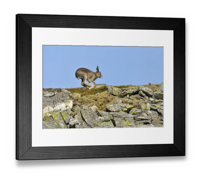 Framed Print : Mountain Hare (Lepus timidus) running along rock ridge. Cairngorms National Park Framed Print : Mountain Hare (Lepus timidus) running along rock ridge. Cairngorms National Park