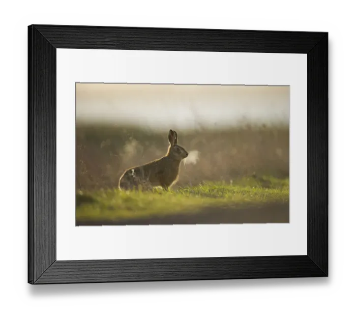 Framed Print : European brown hare (Lepus europaeus) adult male, his breath backlit, takes a break Framed Print : European brown hare (Lepus europaeus) adult male, his breath backlit, takes a break
