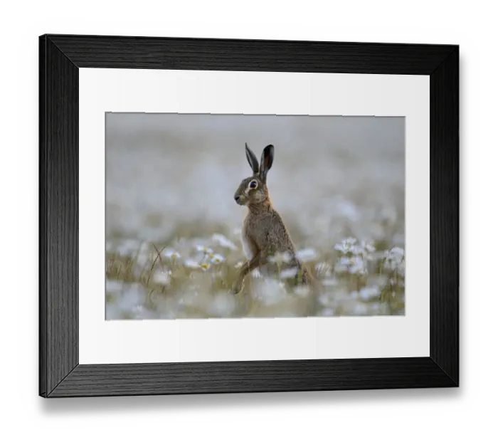 Framed Print : European hare (Lepus europaeus) standing up in field of Ox-eye daisies (Leucanthemum vulgare) Framed Print : European hare (Lepus europaeus) standing up in field of Ox-eye daisies (Leucanthemum vulgare)
