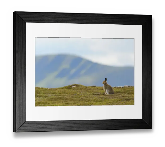 Framed Print : Mountain Hare (Lepus timidus) against mountains. Cairngorms National Park, Scotland, July Framed Print : Mountain Hare (Lepus timidus) against mountains. Cairngorms National Park, Scotland, July