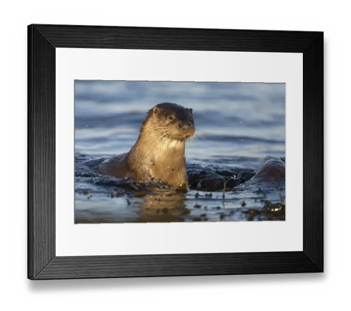 Framed Print : European river otter (Lutra lutra) swimming in shallow water, Isle of Mull, Inner Hebrides Framed Print : European river otter (Lutra lutra) swimming in shallow water, Isle of Mull, Inner Hebrides