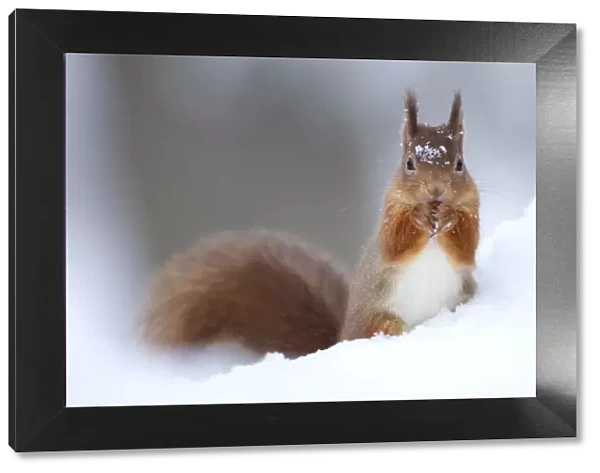 Red Squirrel (Sciurus vulgaris) feeding in snow. Scotland, UK, December