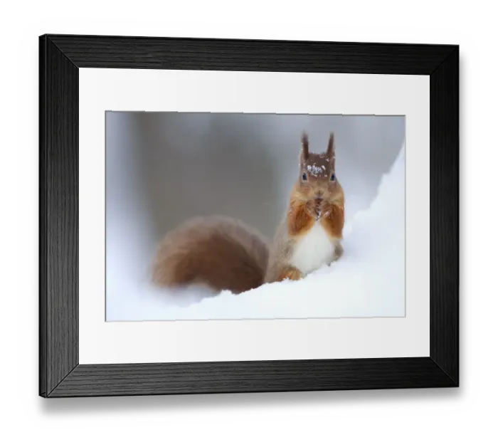 Framed Print : Red Squirrel (Sciurus vulgaris) feeding in snow. Scotland, UK, December