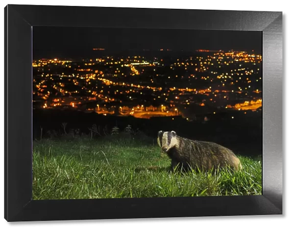 European Badger (Meles meles) on the North Downs above Folkestone. Kent, UK, June