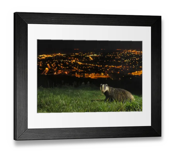 Framed Print : European Badger (Meles meles) on the North Downs above Folkestone. Kent, UK, June Framed Print : European Badger (Meles meles) on the North Downs above Folkestone. Kent, UK, June