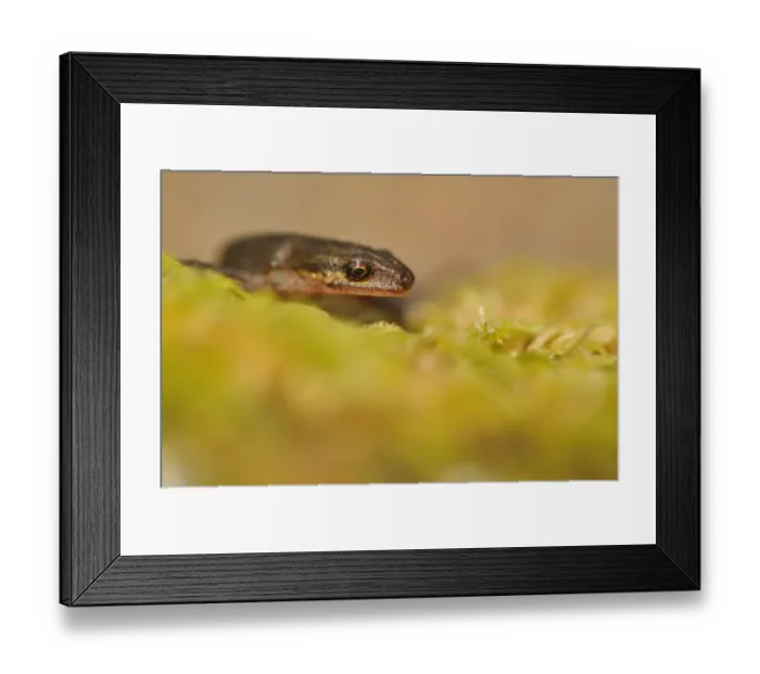 Framed Print : Palmate Newt (Lissotriton / Triturus helveticus) on lichen. Sutherland, Scotland, June Framed Print : Palmate Newt (Lissotriton / Triturus helveticus) on lichen. Sutherland, Scotland, June