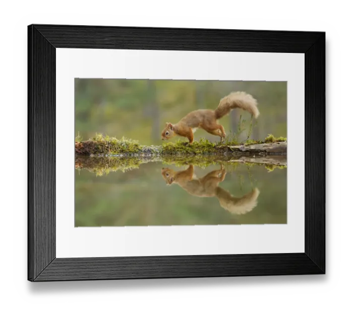 Framed Print : Red squirrel (Sciurus vulgaris) walking along the edge of a woodland pool, Cairngorms NP Framed Print : Red squirrel (Sciurus vulgaris) walking along the edge of a woodland pool, Cairngorms NP
