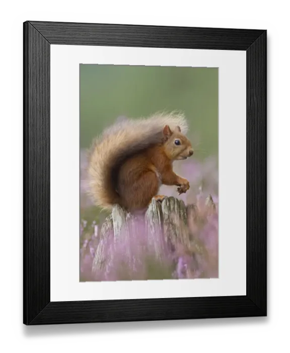 Framed Print : Red Squirrel (Sciurus vulgaris) portrait on stump in flowering heather. Inshriach Forest Framed Print : Red Squirrel (Sciurus vulgaris) portrait on stump in flowering heather. Inshriach Forest
