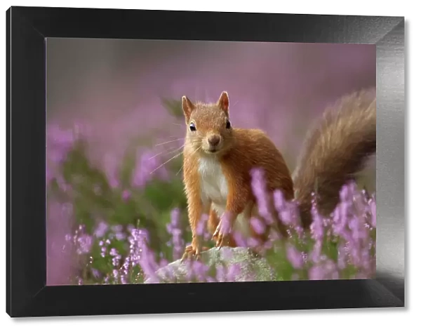 Red Squirrel (Sciurus vulgaris) in flowering heather. Inshriach Forest, Scotland, UK, September. 2020VISION Book Plate. Did you know? For every Red Squirrel in Britain there are around 18 Grey Squirrels
