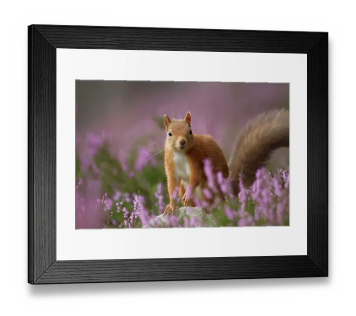 Framed Print : Red Squirrel (Sciurus vulgaris) in flowering heather. Inshriach Forest, Scotland, UK, September. 2020VISION Book Plate. Did you know? For every Red Squirrel in Britain there are around 18 Grey Squirrels