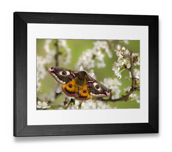 Framed Print : Small emperor moth (Saturnia pavonia) male with wings open showing eyespots on Blackthorn Framed Print : Small emperor moth (Saturnia pavonia) male with wings open showing eyespots on Blackthorn