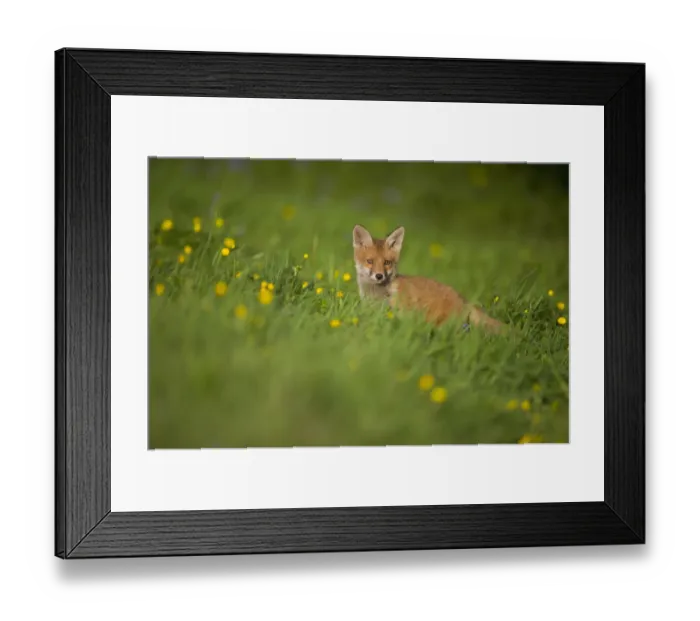 Framed Print : Red Fox (Vulpes vulpes) cub in meadow. Derbyshire, UK, June