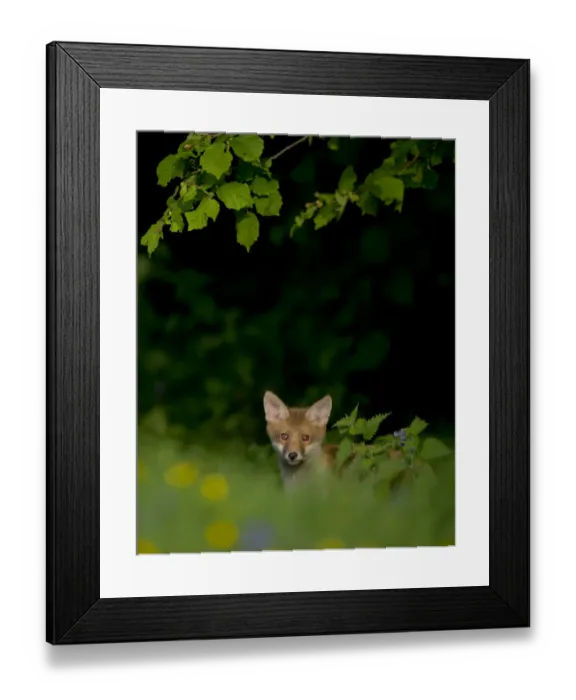 Framed Print : Red Fox (Vulpes vulpes) cub in meadow. Derbyshire, UK, June Framed Print : Red Fox (Vulpes vulpes) cub in meadow. Derbyshire, UK, June
