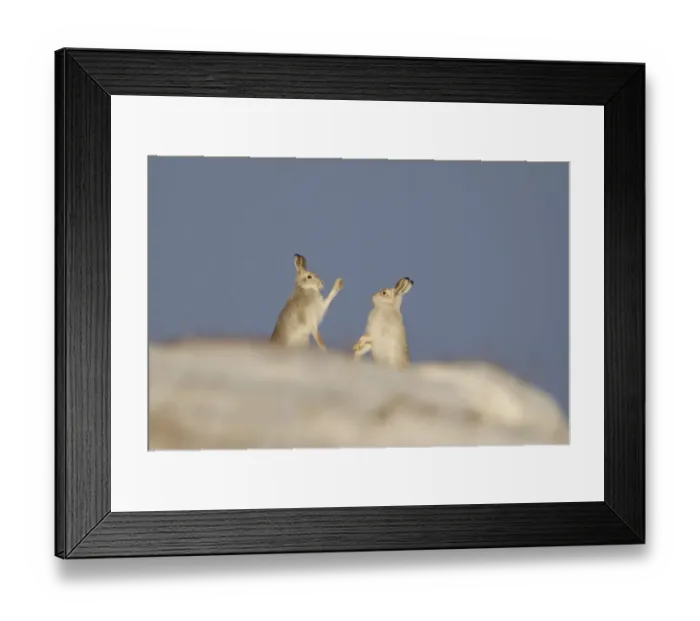 Framed Print : Mountain Hares (Lepus timidus) boxing in winter. Cairngorms National Park, Scotland, UK, January Framed Print : Mountain Hares (Lepus timidus) boxing in winter. Cairngorms National Park, Scotland, UK, January