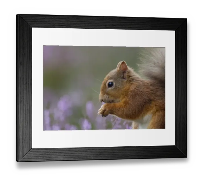 Framed Print : Red Squirrel (Sciurus vulgaris) in flowering heather. Inshriach Forest, Scotland, September Framed Print : Red Squirrel (Sciurus vulgaris) in flowering heather. Inshriach Forest, Scotland, September