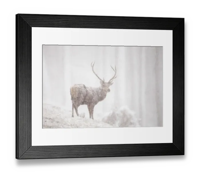 Framed Print : Red deer (Cervus elaphus) stag in heavy snowfall, Cairngorms National Park, Scotland Framed Print : Red deer (Cervus elaphus) stag in heavy snowfall, Cairngorms National Park, Scotland