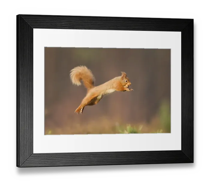 Framed Print : Red squirrel (Sciurus vulgaris) jumping, Cairngorms National Park, Scotland, March 2012 Framed Print : Red squirrel (Sciurus vulgaris) jumping, Cairngorms National Park, Scotland, March 2012