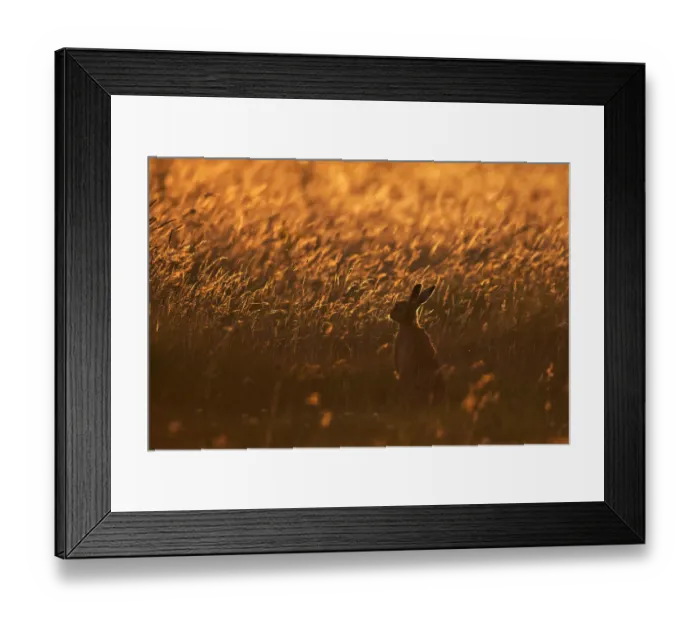 Framed Print : European Hare (Lepus europaeus) in field grasses with dusk light. Wales, UK, August Framed Print : European Hare (Lepus europaeus) in field grasses with dusk light. Wales, UK, August