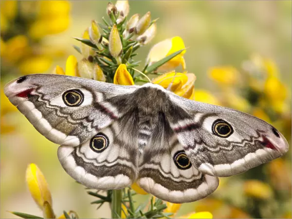 Small emperor moth (Saturnia pavonia) female with wings open showing eyespots on Gorse