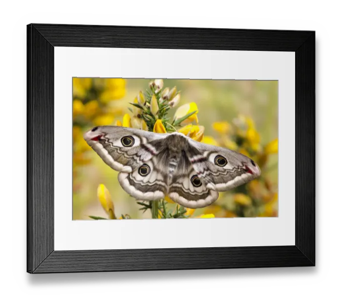 Framed Print : Small emperor moth (Saturnia pavonia) female with wings open showing eyespots on Gorse Framed Print : Small emperor moth (Saturnia pavonia) female with wings open showing eyespots on Gorse