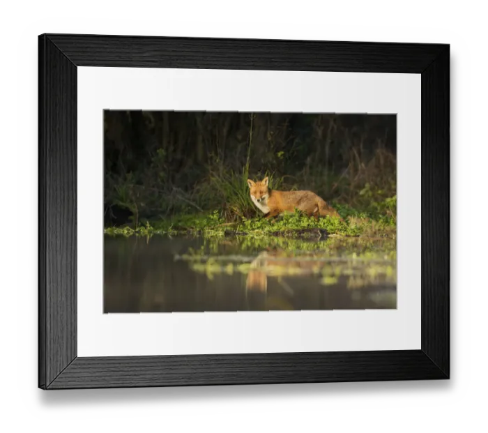 Framed Print : Red fox (Vulpes vulpes) at edge of stream, Kent, UK. January 2013 Framed Print : Red fox (Vulpes vulpes) at edge of stream, Kent, UK. January 2013