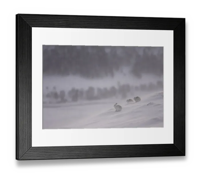 Framed Print : Mountain hares (Lepus timidus) resting in the snow in winter, Cairngorms National Park Framed Print : Mountain hares (Lepus timidus) resting in the snow in winter, Cairngorms National Park