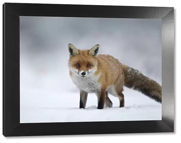 Red fox (Vulpes vulpes) standing in the snow, Staffordshire, UK, December