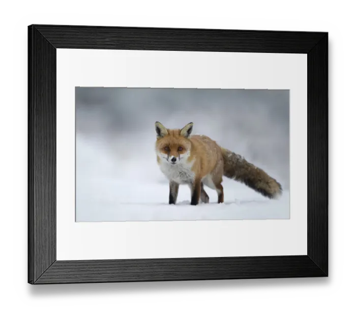 Framed Print : Red fox (Vulpes vulpes) standing in the snow, Staffordshire, UK, December Framed Print : Red fox (Vulpes vulpes) standing in the snow, Staffordshire, UK, December