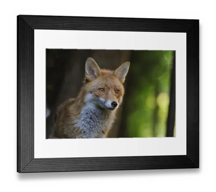 Framed Print : Red Fox (Vulpes vulpes) portrait in an urban area. Glasgow, Scotland. May Framed Print : Red Fox (Vulpes vulpes) portrait in an urban area. Glasgow, Scotland. May