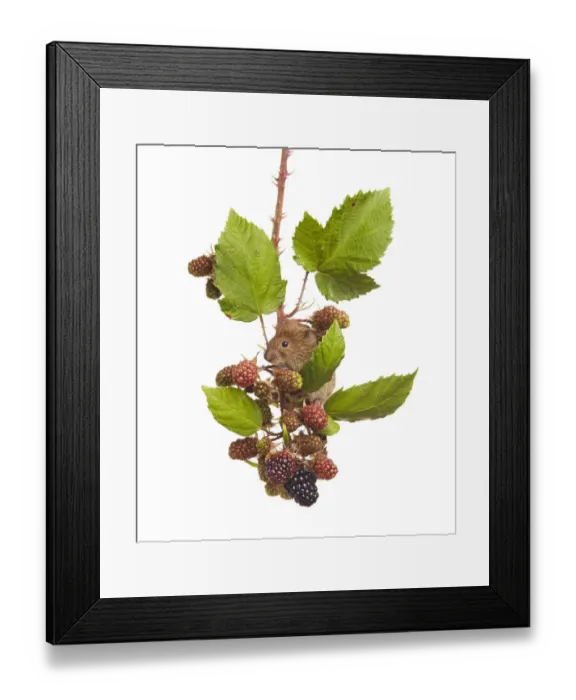 Framed Print : Bank vole (Clethrionomys glareolus) feeding on blackberries, Worcestershire, England, UK, August Framed Print : Bank vole (Clethrionomys glareolus) feeding on blackberries, Worcestershire, England, UK, August