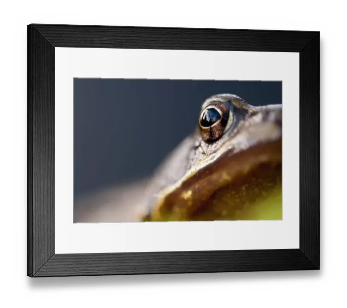 Framed Print : Common frog (Rana temporaria) portrait, close-up of eye, Cornwall, UK