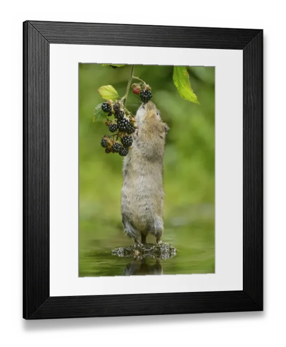 Framed Print : Water vole (Arvicola amphibius) standing on hind legs sniffing blackberry, Kent, UK Framed Print : Water vole (Arvicola amphibius) standing on hind legs sniffing blackberry, Kent, UK