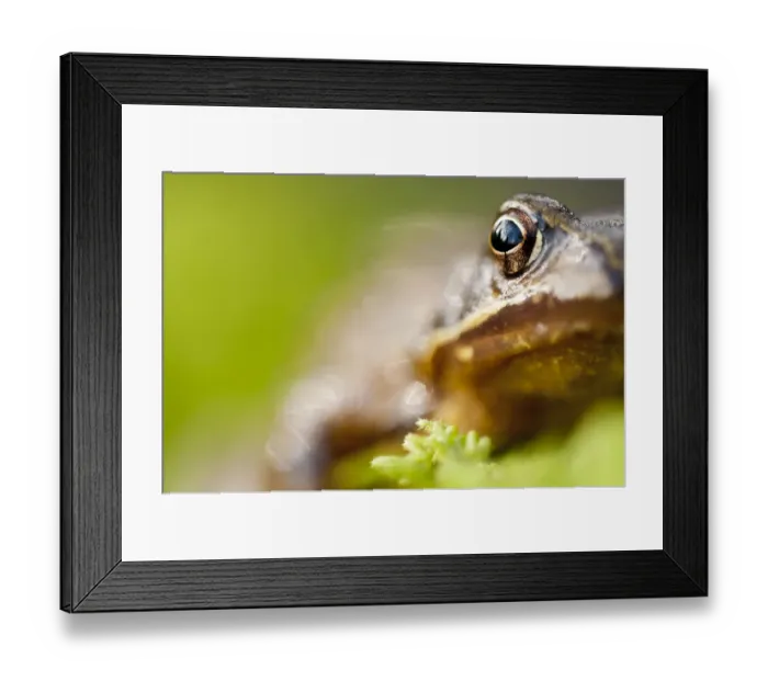 Framed Print : RF- Common frog (Rana temporaria) portrait, Cornwall, UK, January Framed Print : RF- Common frog (Rana temporaria) portrait, Cornwall, UK, January