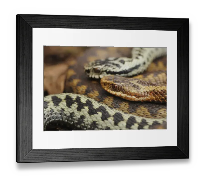 Framed Print : European Adder (Vipera berus) portrait of a female and a male. Aberdeenshire, Scotland Framed Print : European Adder (Vipera berus) portrait of a female and a male. Aberdeenshire, Scotland