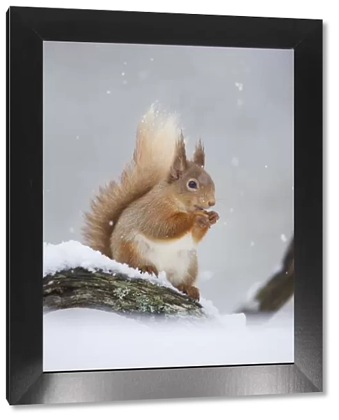 Red Squirrel (Sciurus vulgaris) adult sitting and feeding in snowfall. Cairngorms National Park