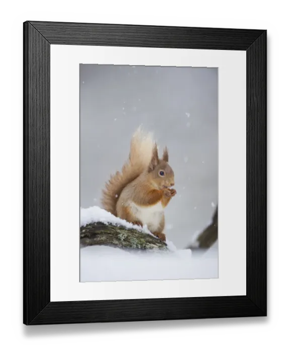 Framed Print : Red Squirrel (Sciurus vulgaris) adult sitting and feeding in snowfall. Cairngorms National Park Framed Print : Red Squirrel (Sciurus vulgaris) adult sitting and feeding in snowfall. Cairngorms National Park
