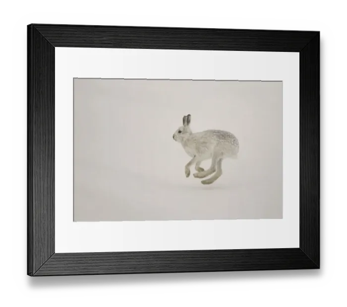 Framed Print : Mountain hare (Lepus timidus) running across snow in winter, Cairngorms National Park Framed Print : Mountain hare (Lepus timidus) running across snow in winter, Cairngorms National Park