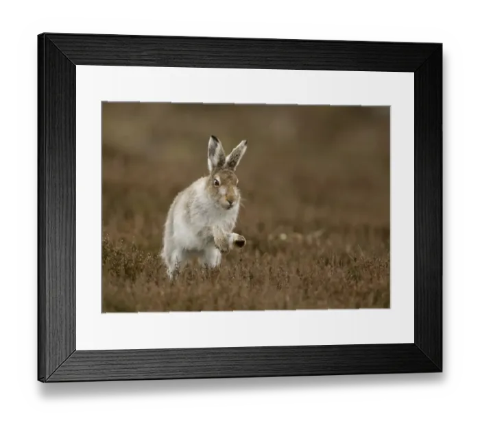 Framed Print : Mountain hare (Lepus timidus) running in half summer coat, Peak District, UK April Framed Print : Mountain hare (Lepus timidus) running in half summer coat, Peak District, UK April