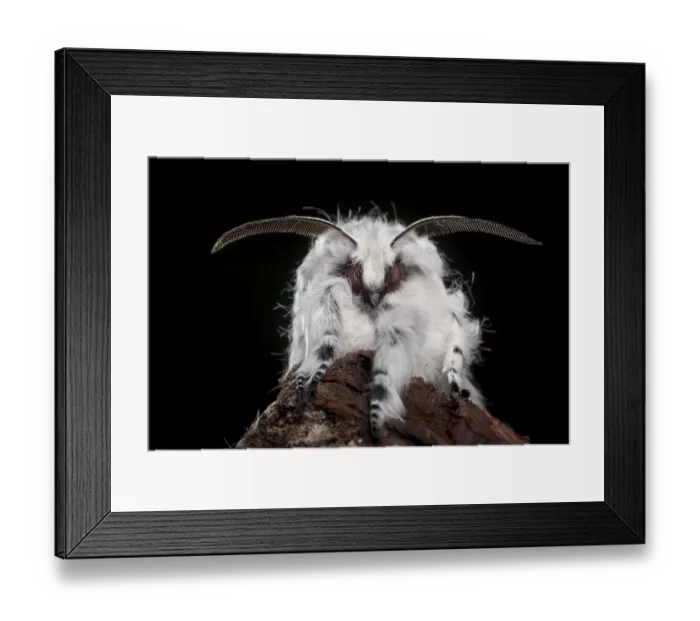 Framed Print : Puss Moth (Cerura vinula), showing antennae, Derbyshire, UK. May Framed Print : Puss Moth (Cerura vinula), showing antennae, Derbyshire, UK. May