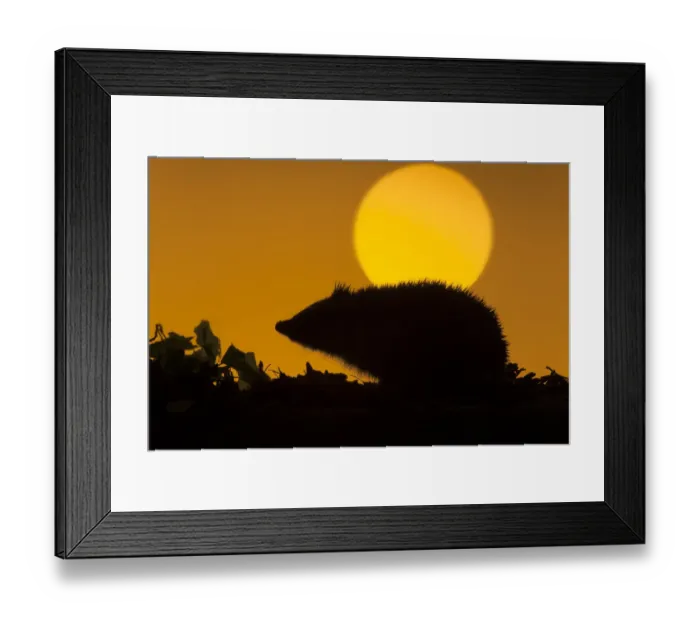 Framed Print : Hedgehog (Erinaceus europaeus) silhouetted against setting sun. UK, October Framed Print : Hedgehog (Erinaceus europaeus) silhouetted against setting sun. UK, October