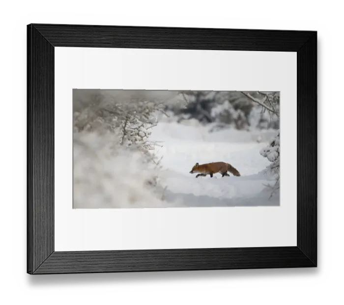 Framed Print : Red fox (Vulpes vulpes) in the snow, Staffordshire, UK, December Framed Print : Red fox (Vulpes vulpes) in the snow, Staffordshire, UK, December